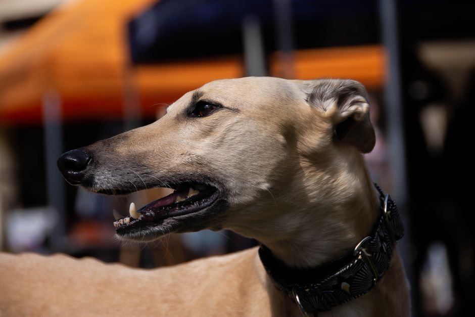 Greyhound Puppy available in Nakane Road
