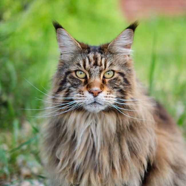Maine Coon Kitten for sale in Mandvi Vadodara