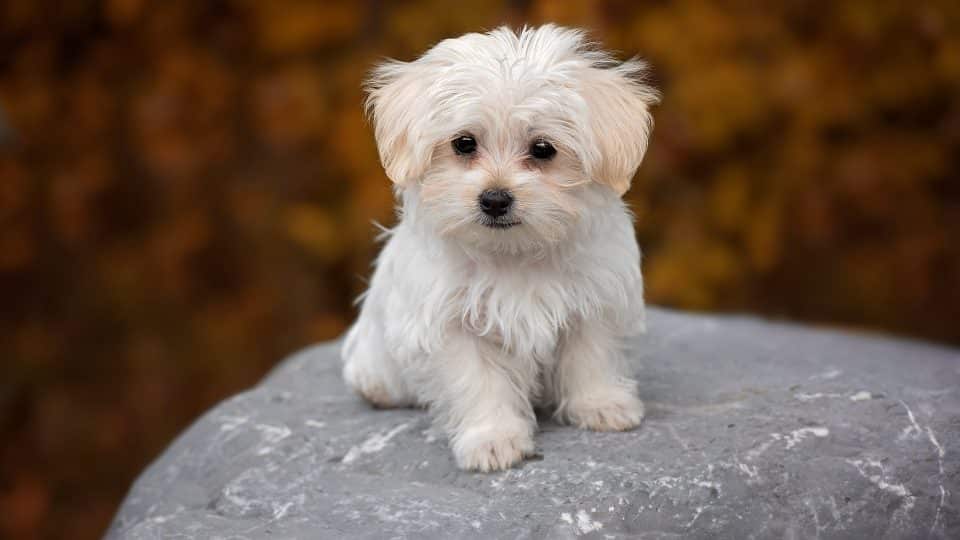Maltese Puppy | White