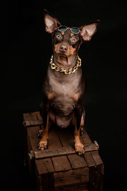 Miniature Pinscher Puppy | Brown & Tan available in Manora
