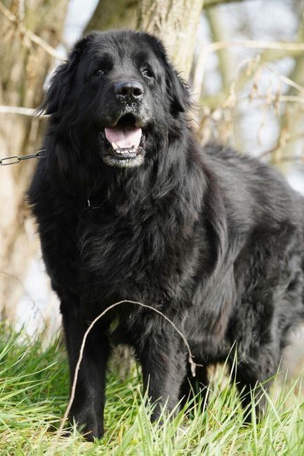 Newfoundland Puppy available in Nakane Road