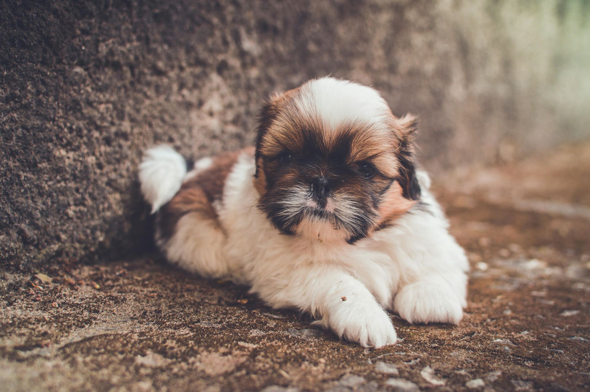 Shih Tzu | Tricolor