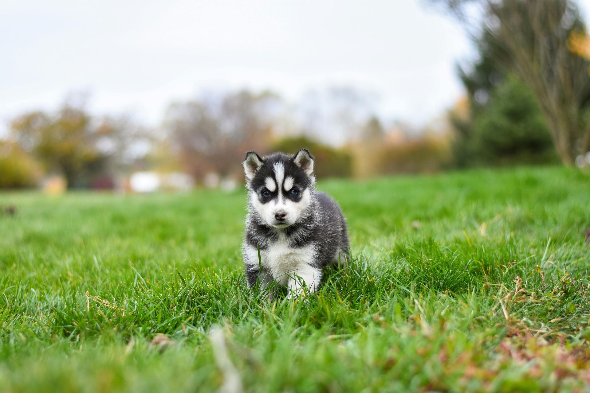 Siberian Husky Puppy | Black & White Color