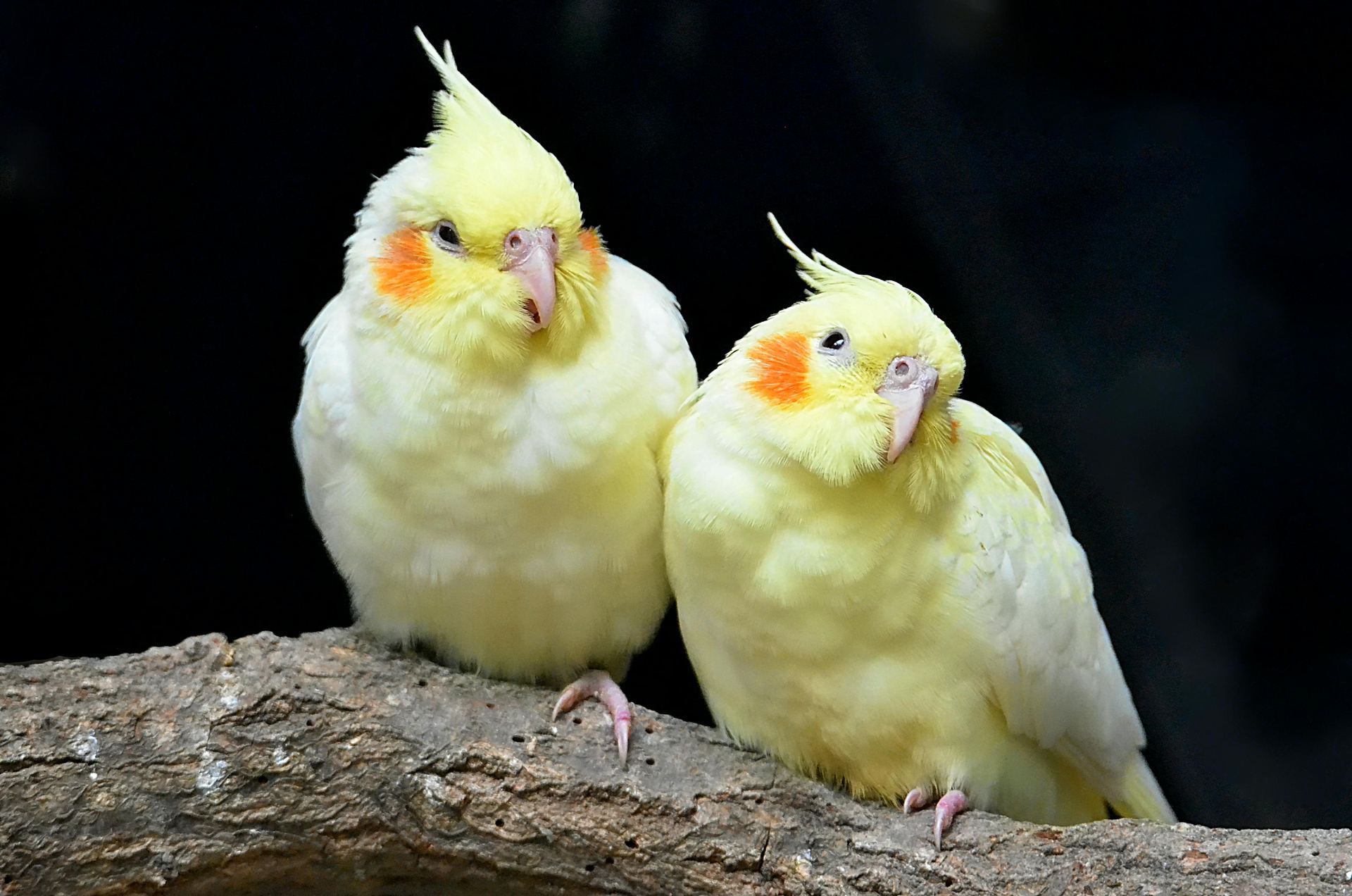 Cockatiel - Cockatiel Lutino Delivery - Cockatiel | Lutino