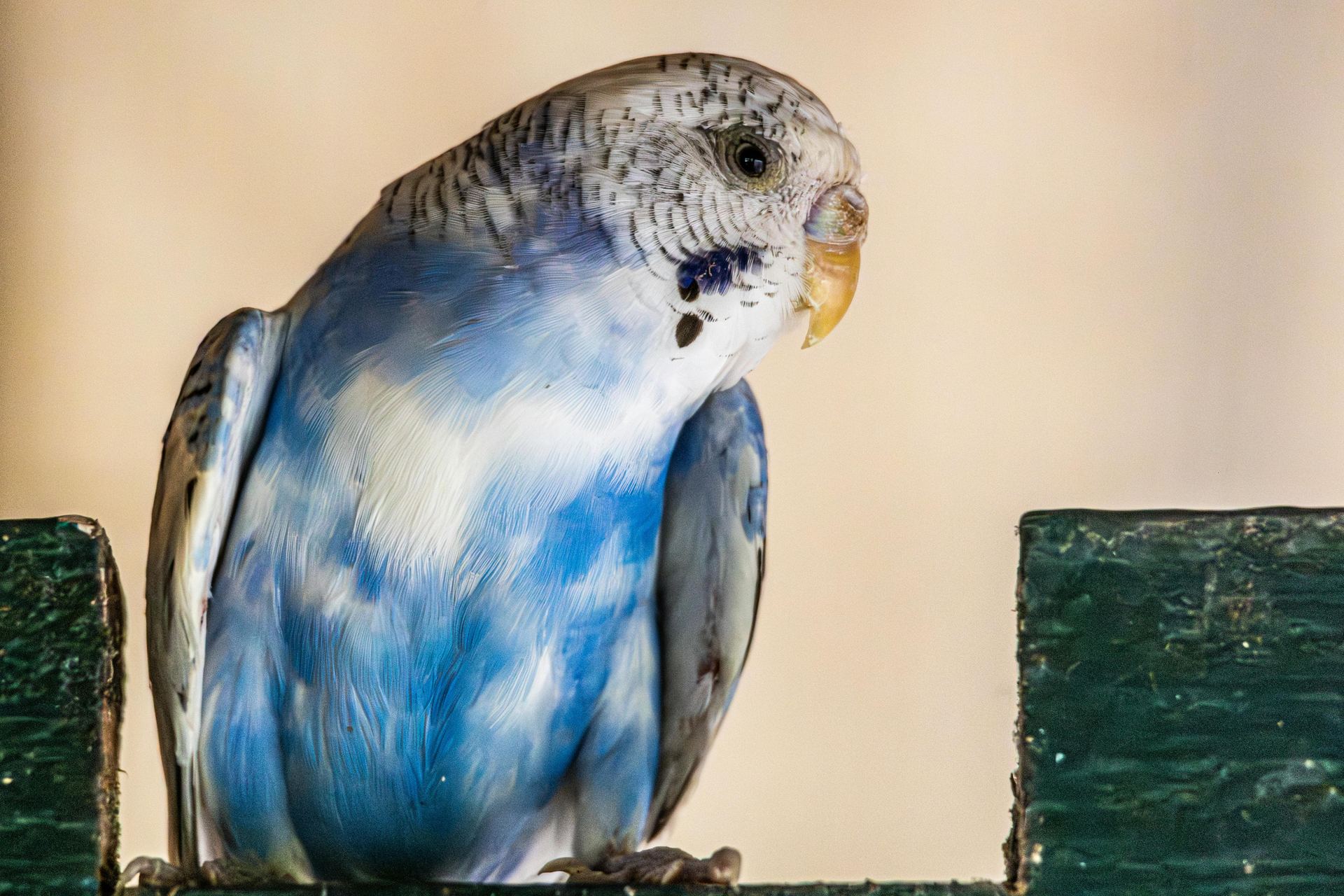 Budgies & Chicks and Adults - Budgies - Photo 1