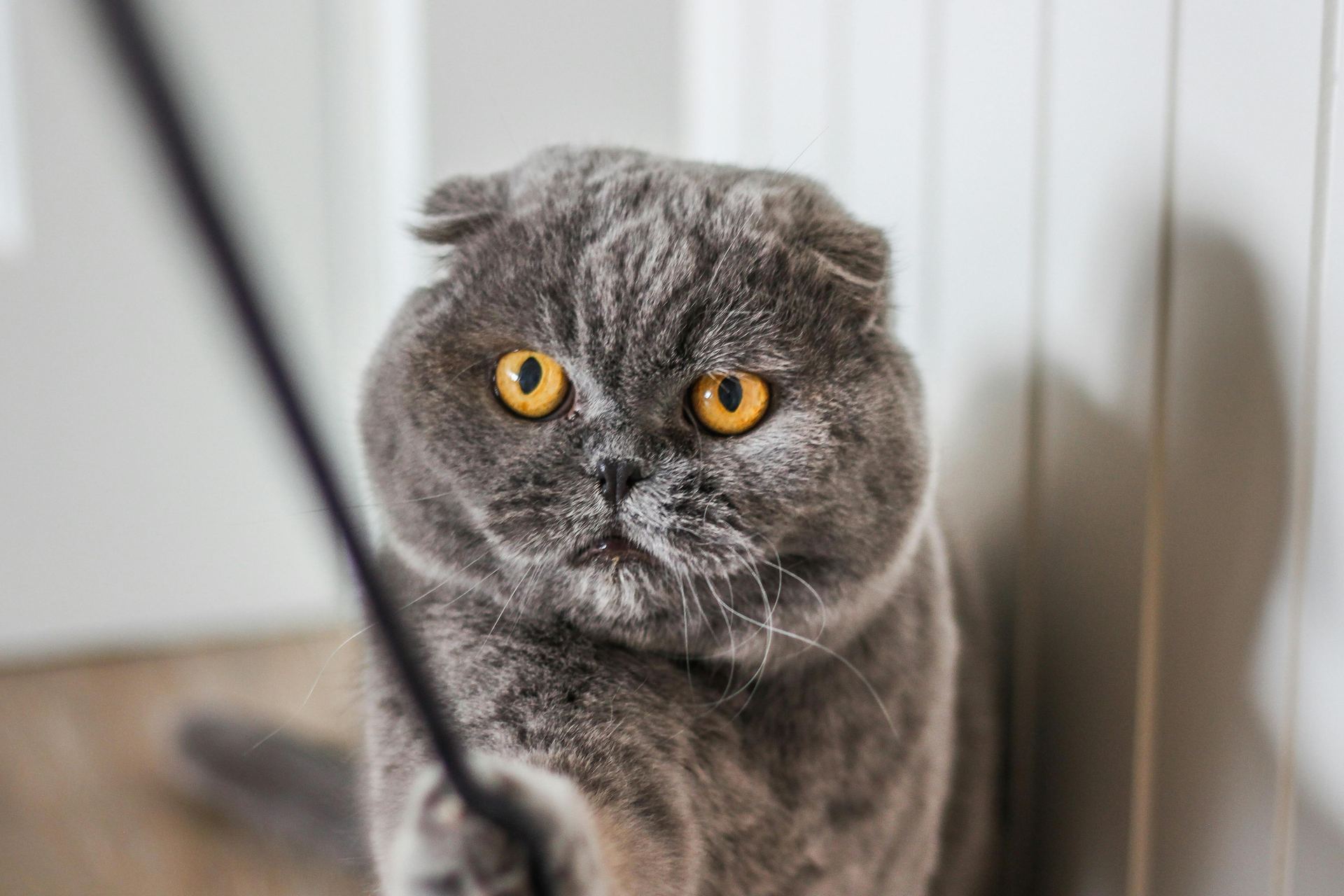 Scottish Fold Kitten | Standard Grey