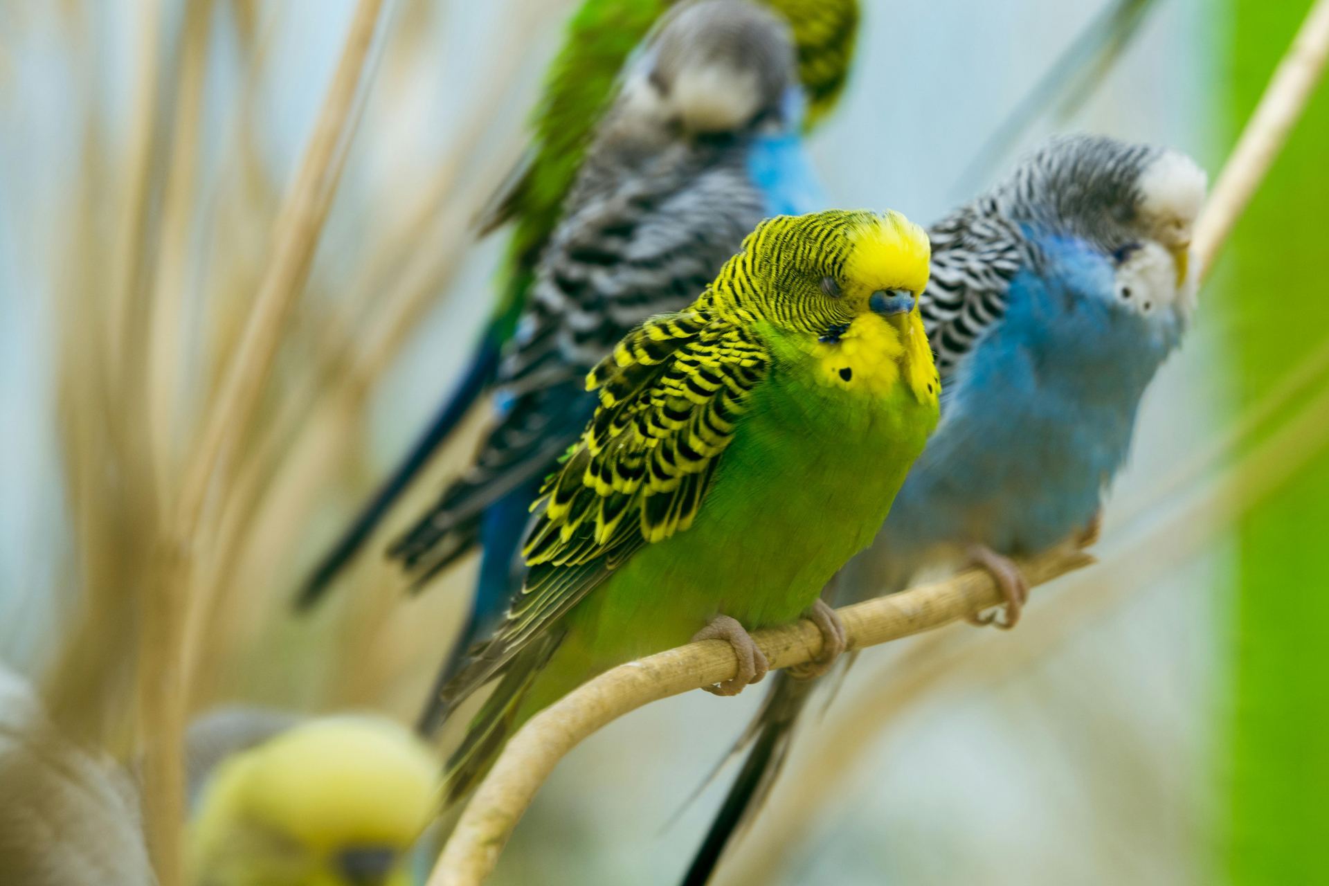 Budgies & Chicks and Adults - Budgies - Photo 2