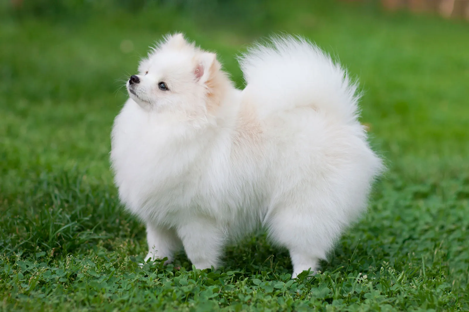 Pomeranian Puppy