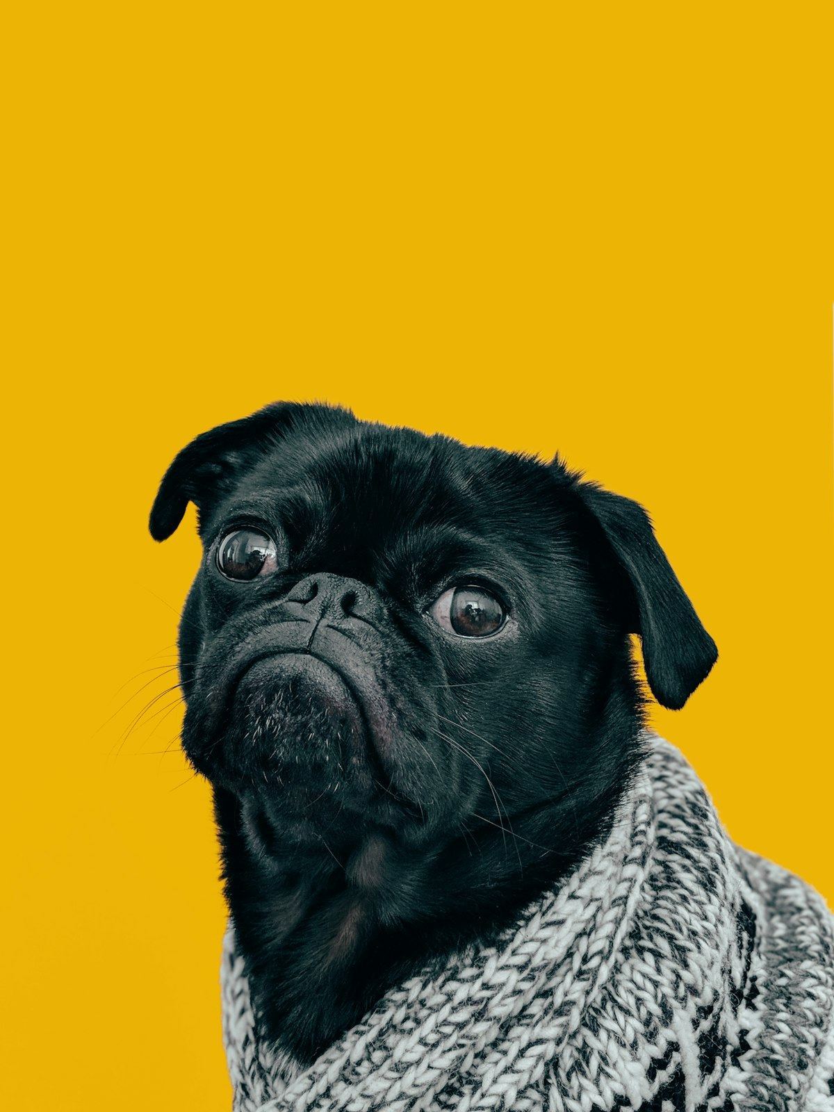 Pug Puppy | Black Color
