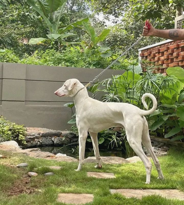 Rajapalayam Puppy available in Nakane Road