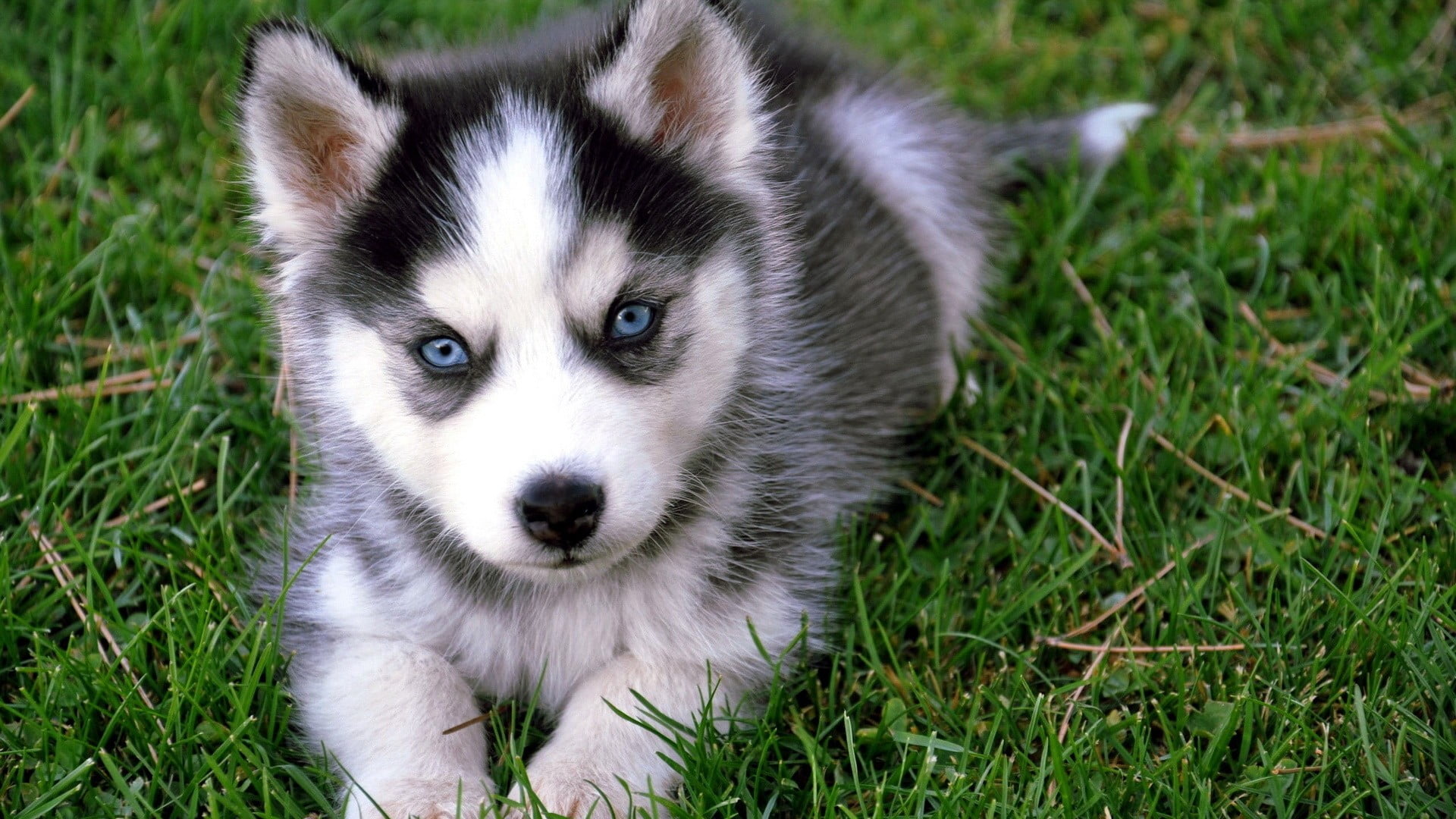 Siberian Husky Puppy | Black & White Color