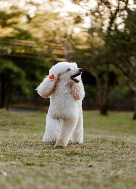 Standard Poodle Puppy | White for sale in Shivaji Nagar Parbhani