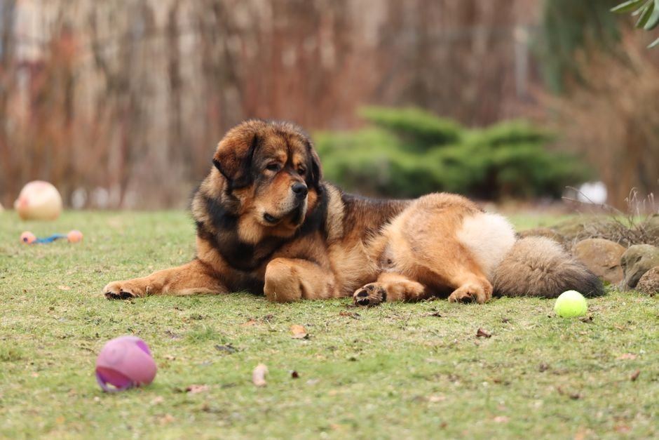 Tibetan Mastiff Puppy available in Nakane Road