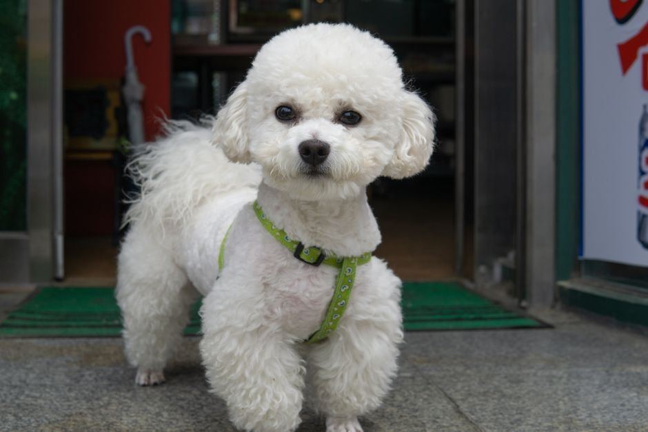 Toy Poodle Puppy | White for sale in Shivaji Nagar Parbhani