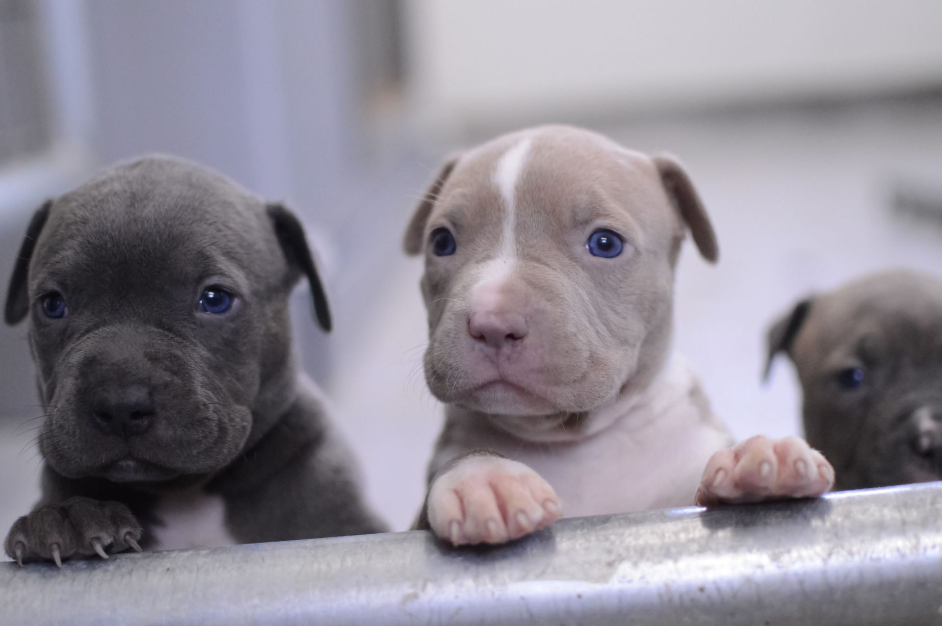 Pitbull Terrier Puppy