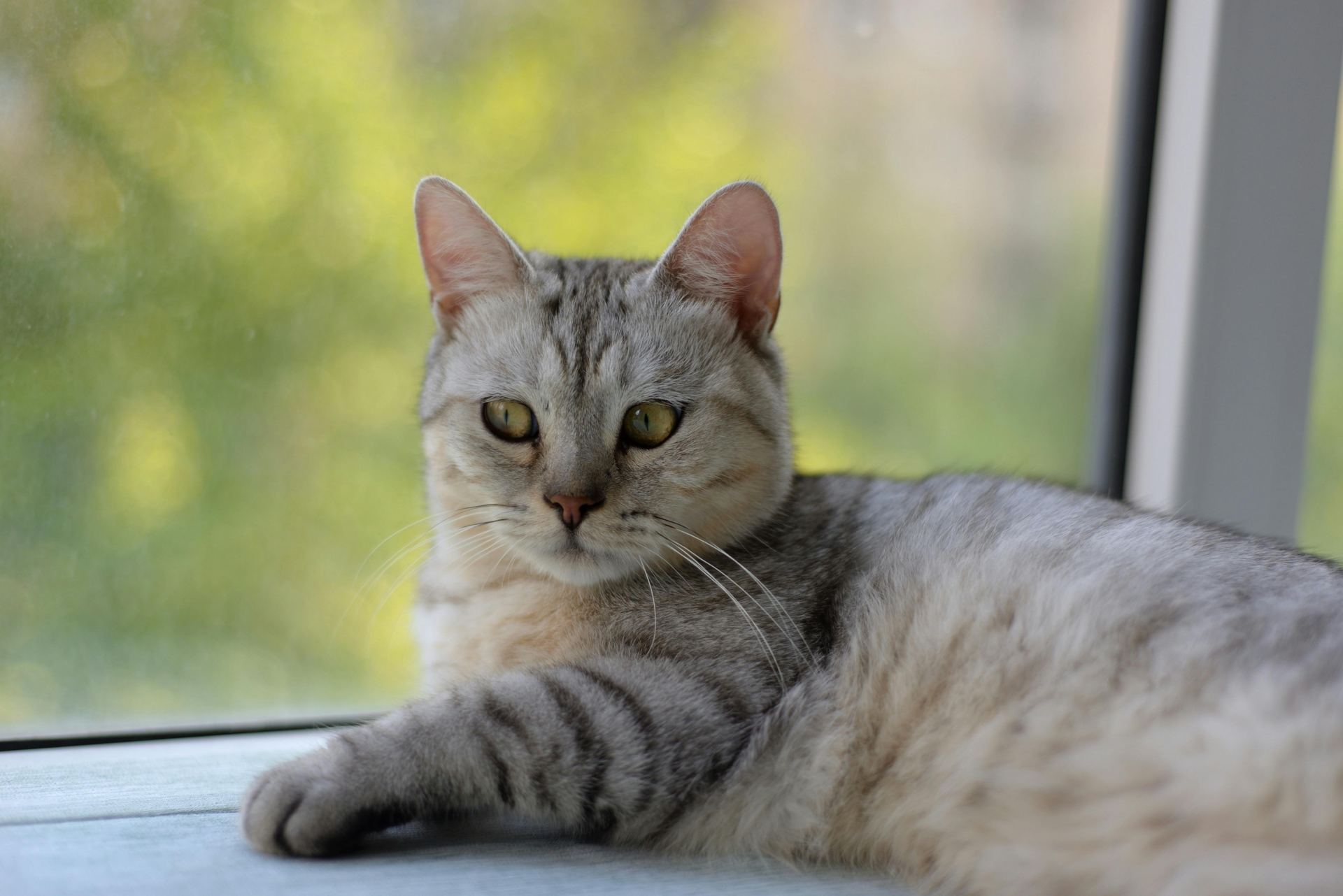 Buy American Short Hair  Kitten in Mumbai