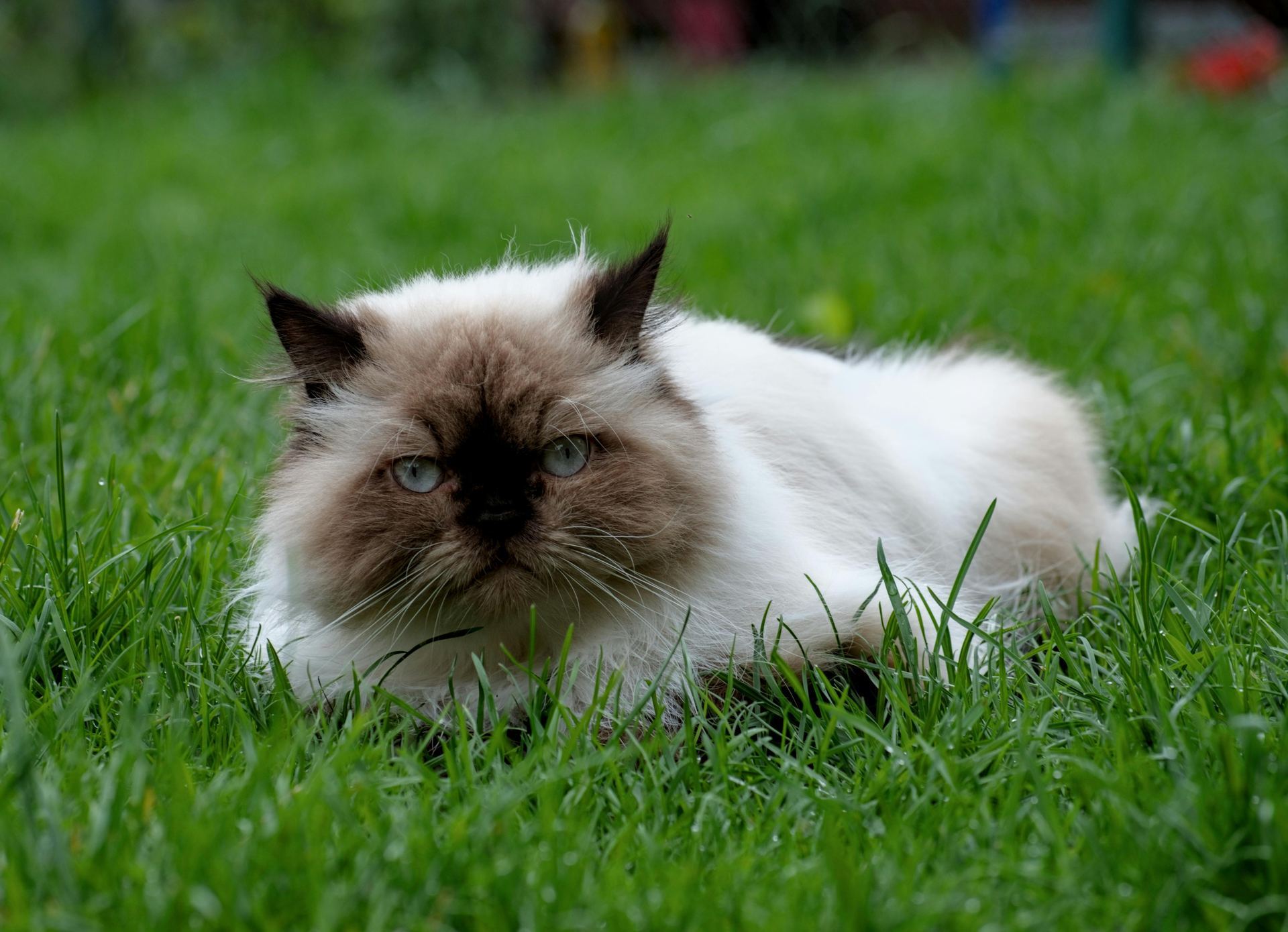 Himalayan Kittens kitten available in Pune