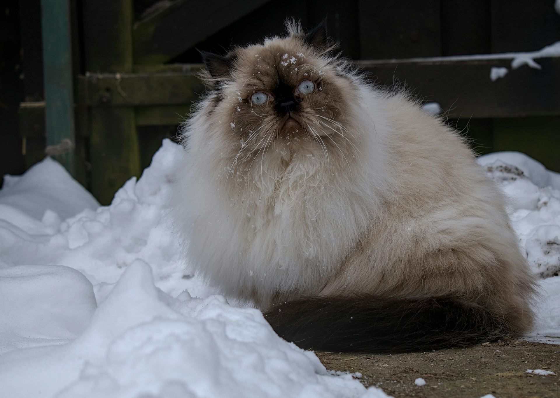 Buy Himalayan Kittens in Pune