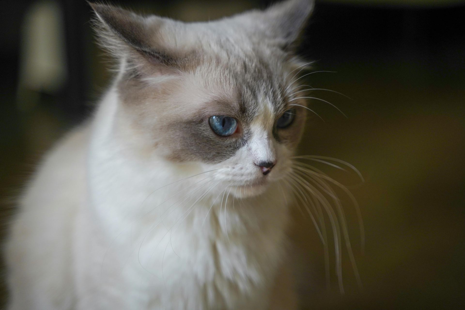 Buy Ragdoll Kittens in Mumbai