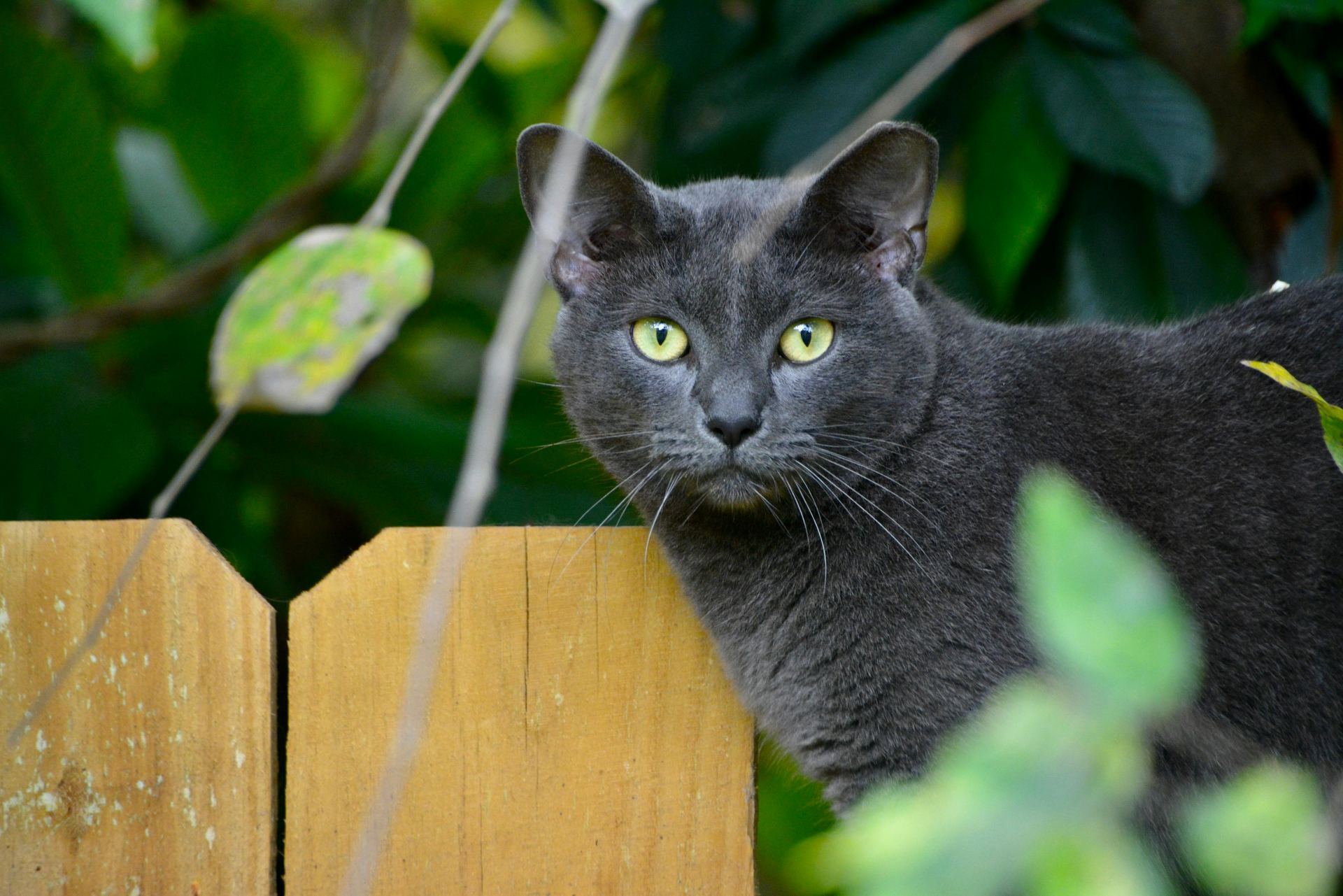 Buy Russian Blue Kitten in Mumbai