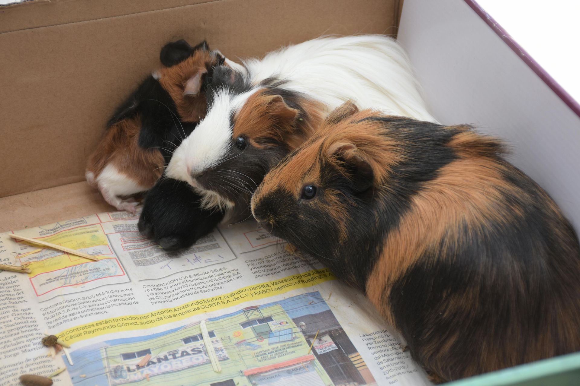 Buy Guinea Pig Babies in Agashi