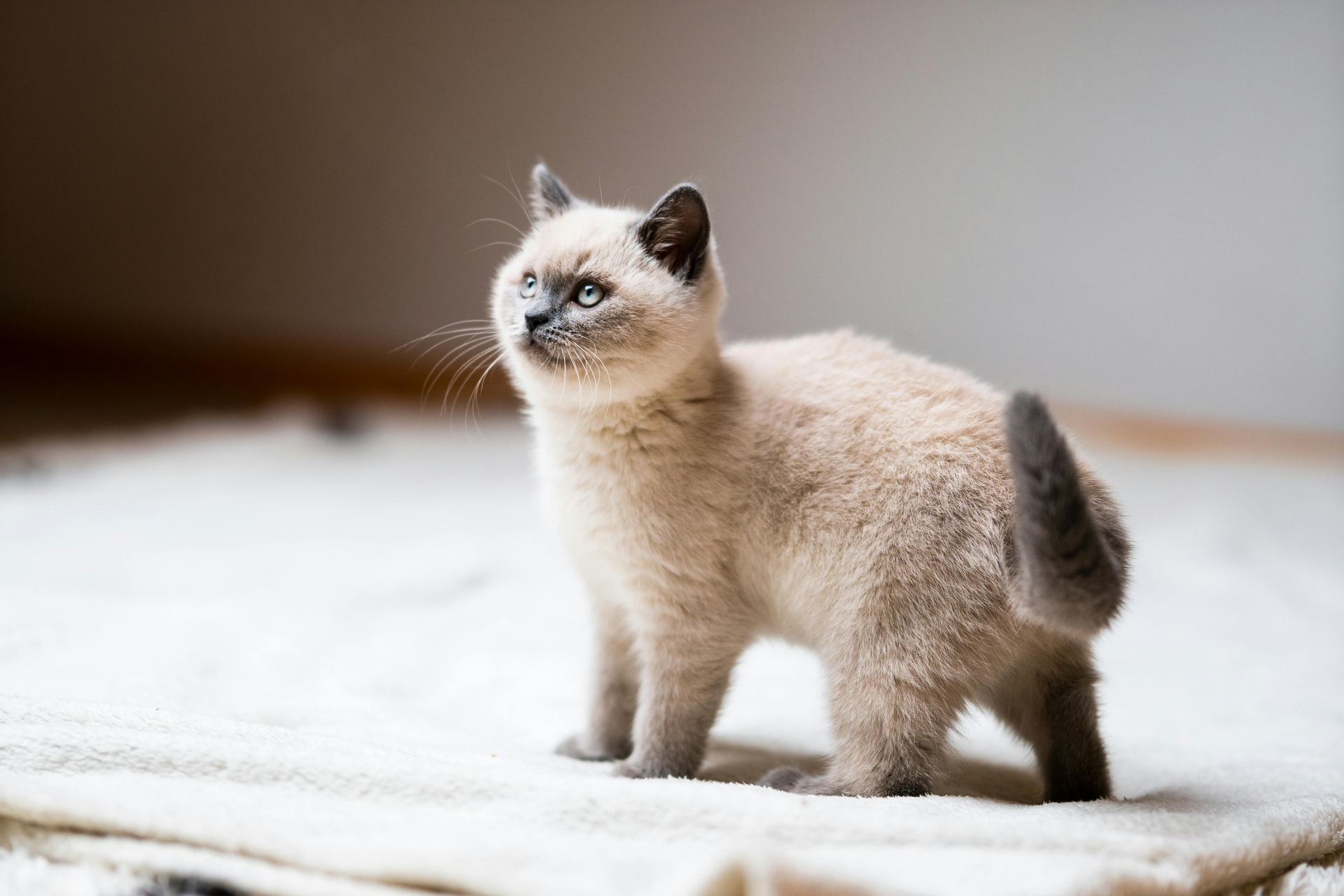 Himalayan Kittens cat in Pune