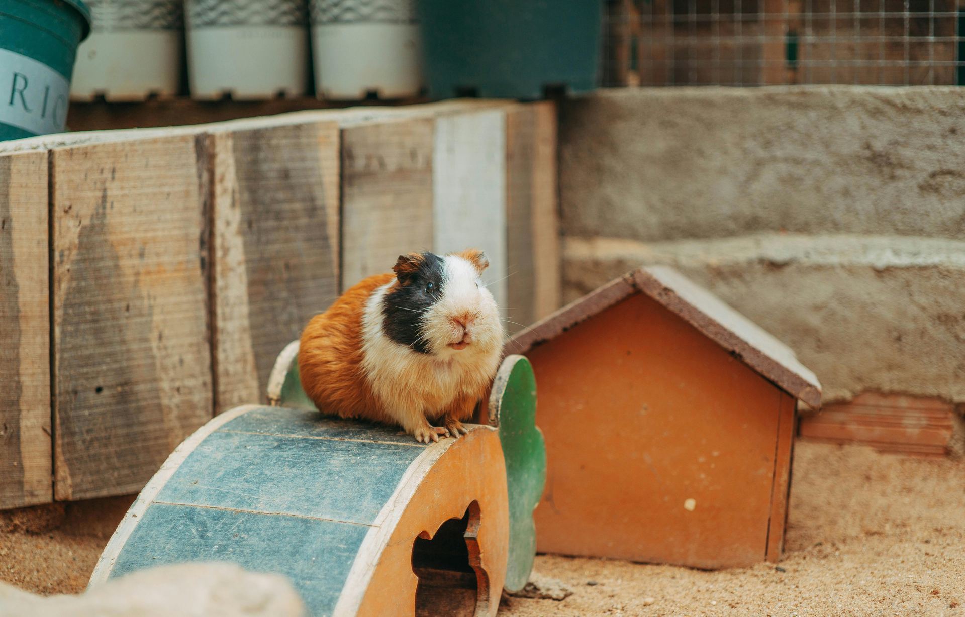 Guinea Pig Babies small pet in Agashi