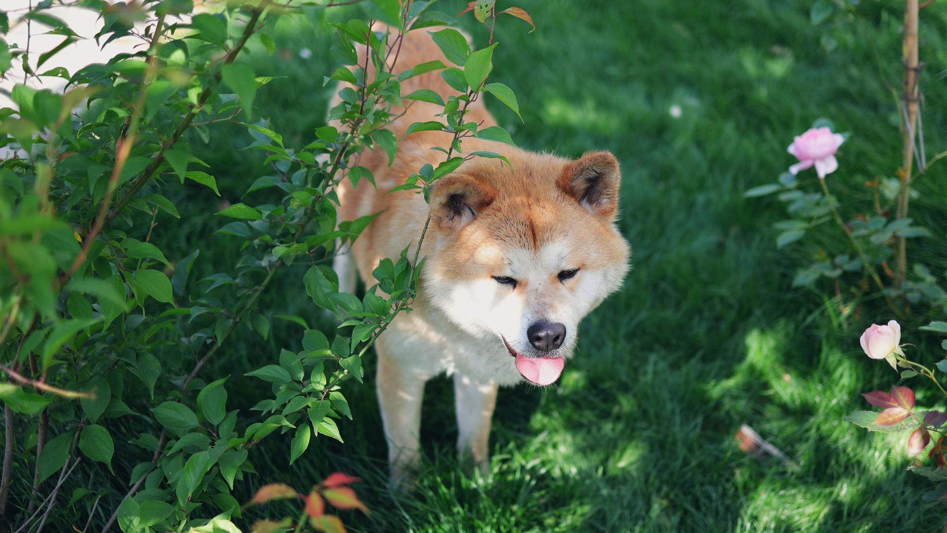Akita Inu Puppy available in Uruli Devachi
