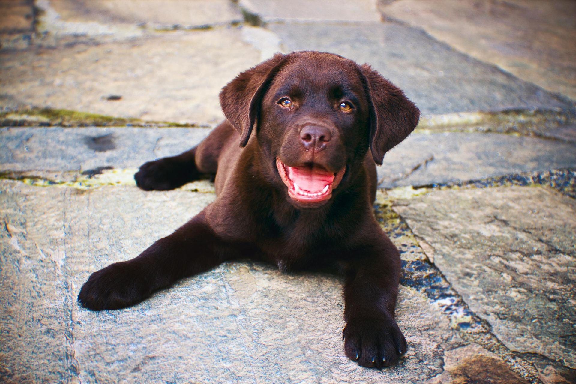 Labrador Retriever Chocolate Puppy available in Bodakdev