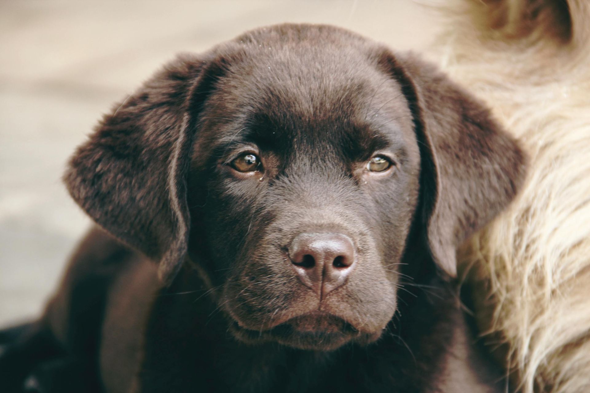 Labrador Retriever Chocolate Puppy for sale in Bodakdev
