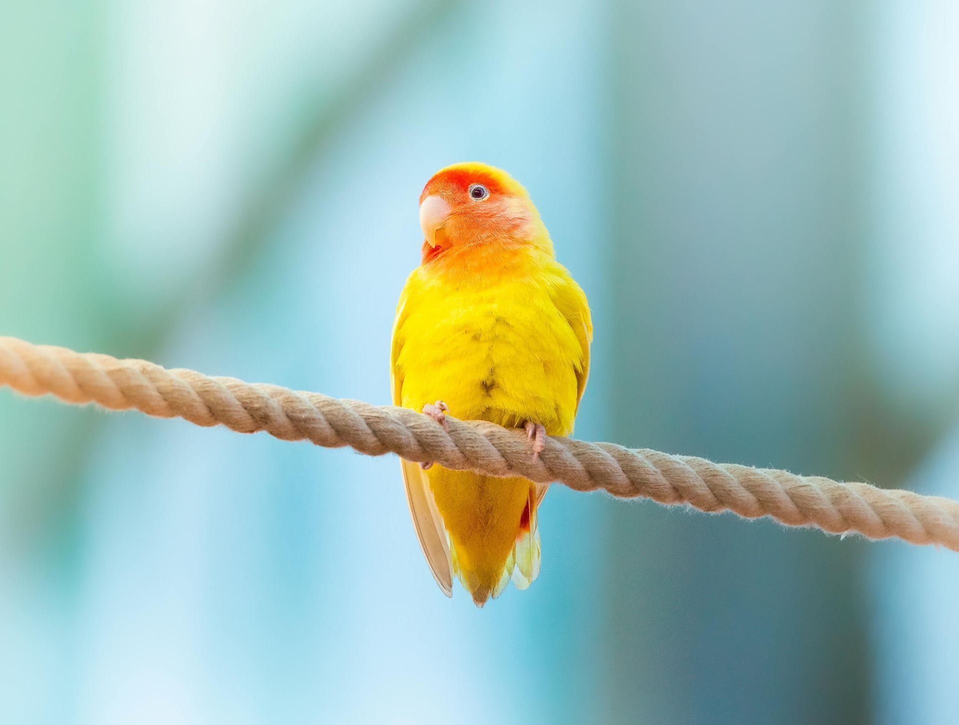 African Love Birds | Yellow & Orange available in Pune