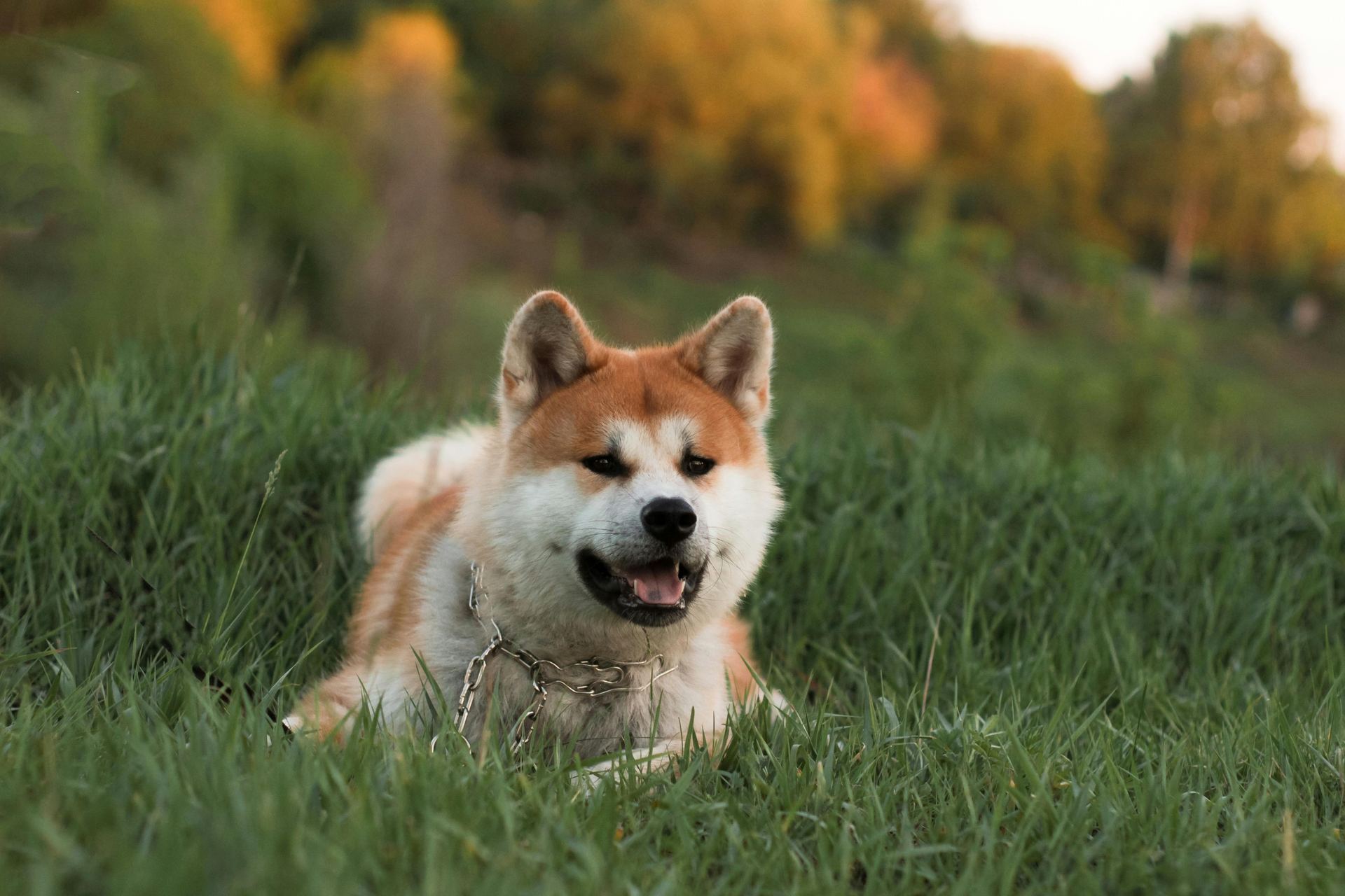 Akita Inu Puppy puppy in Uruli Devachi