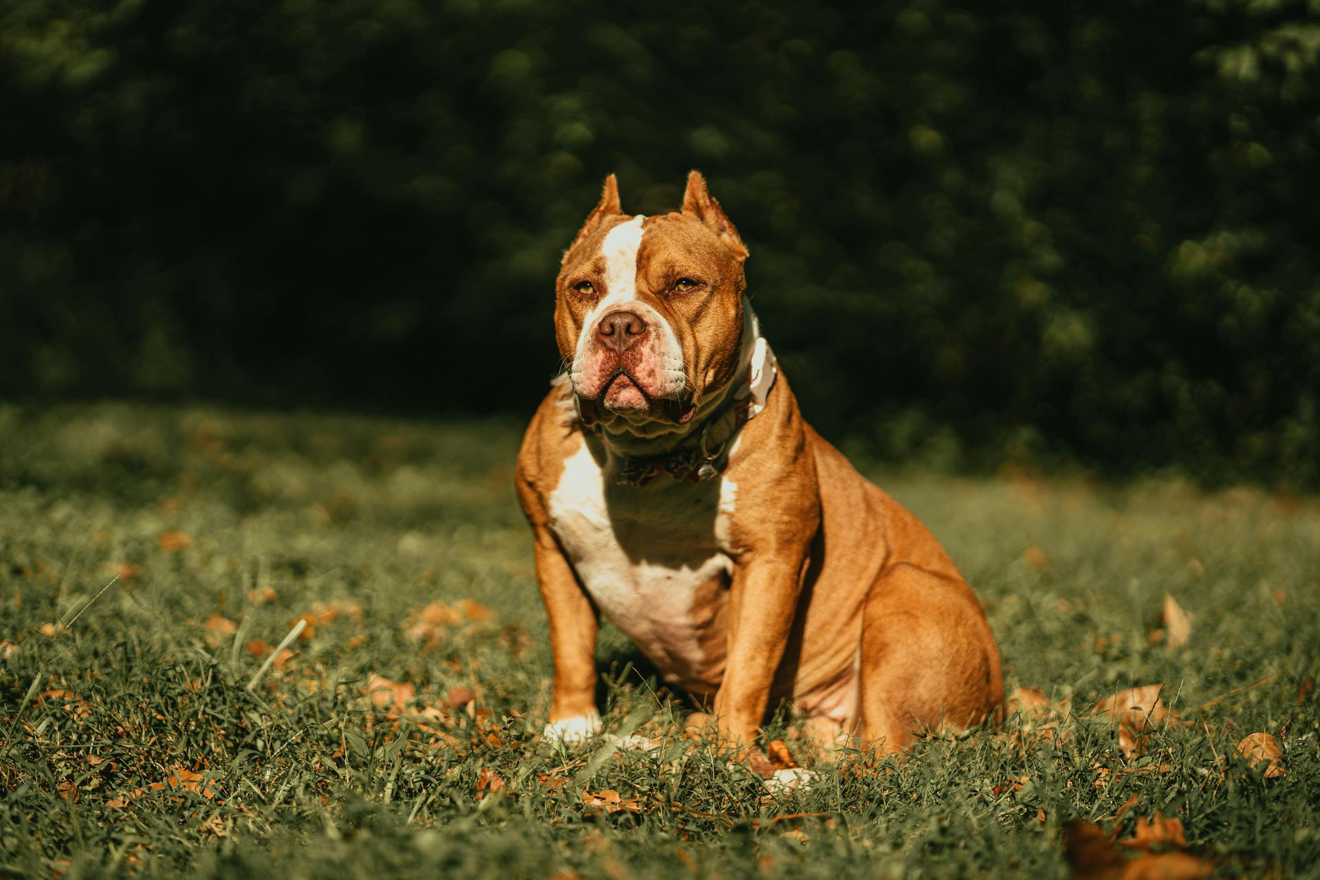 American Bully Pocket Size Puppy available in Chanod