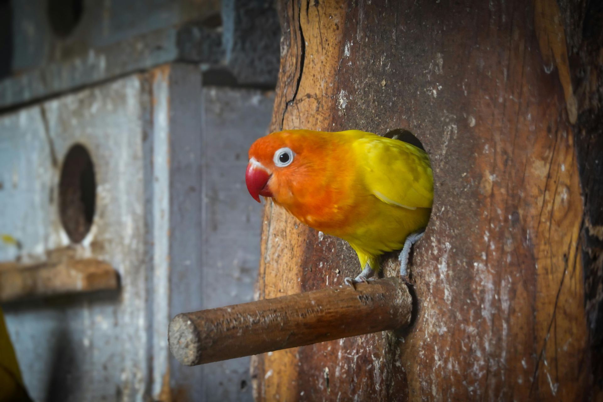 African Love Birds | Yellow & Orange bird in Pune