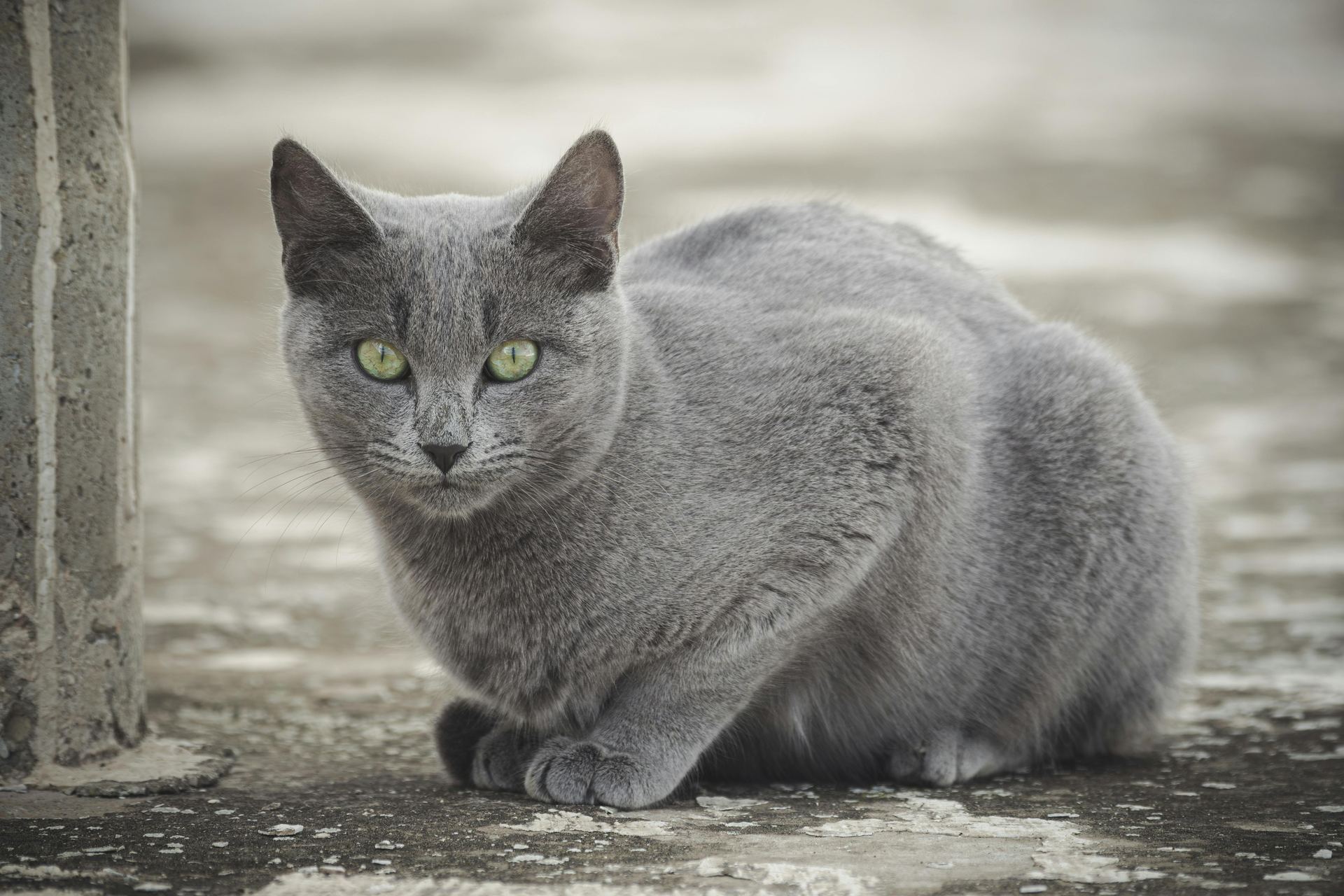 Russian Blue Kitten cat in Mumbai