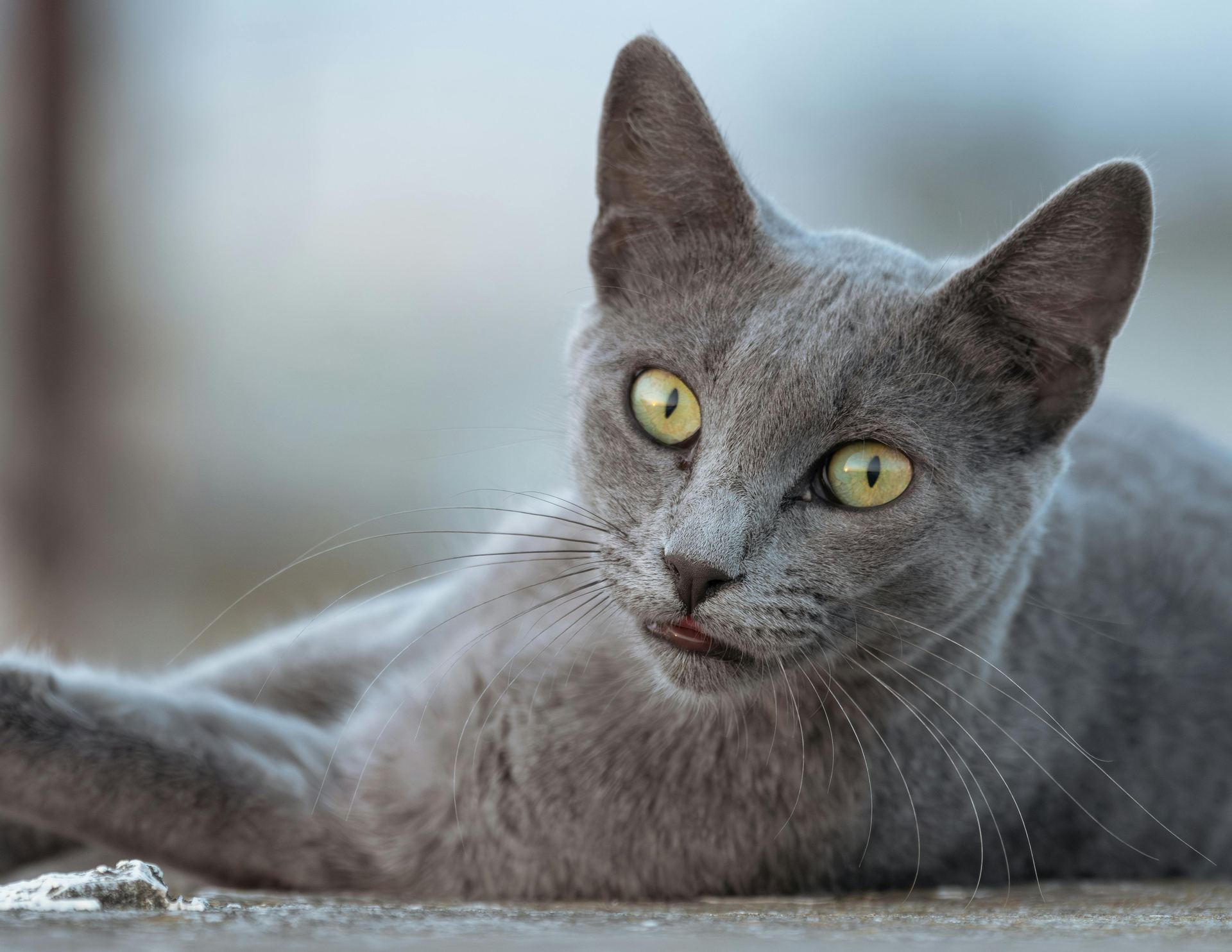 Russian Blue Kitten kitten available in Mumbai