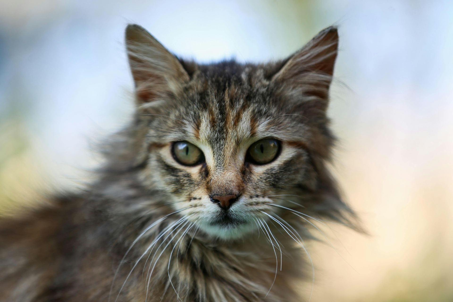 Buy Siberian Kitten in Mumbai