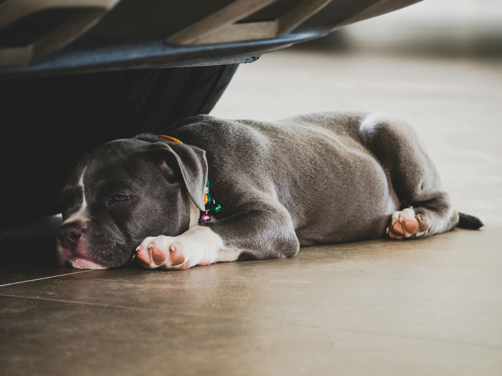 American Bully Pocket Size Puppy for sale in Chanod