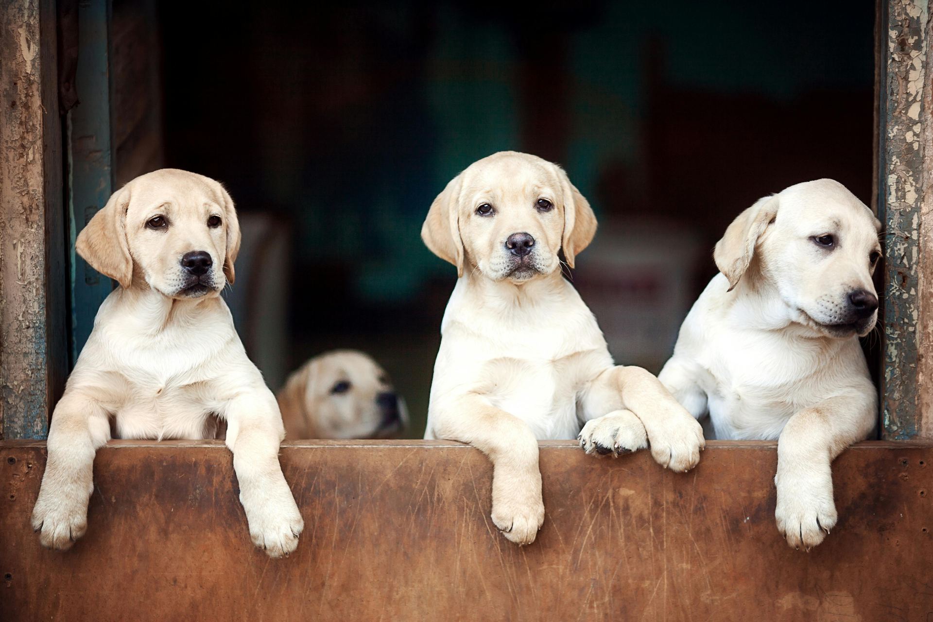Labrador Retriever Puppy | White Color available in Mumbai