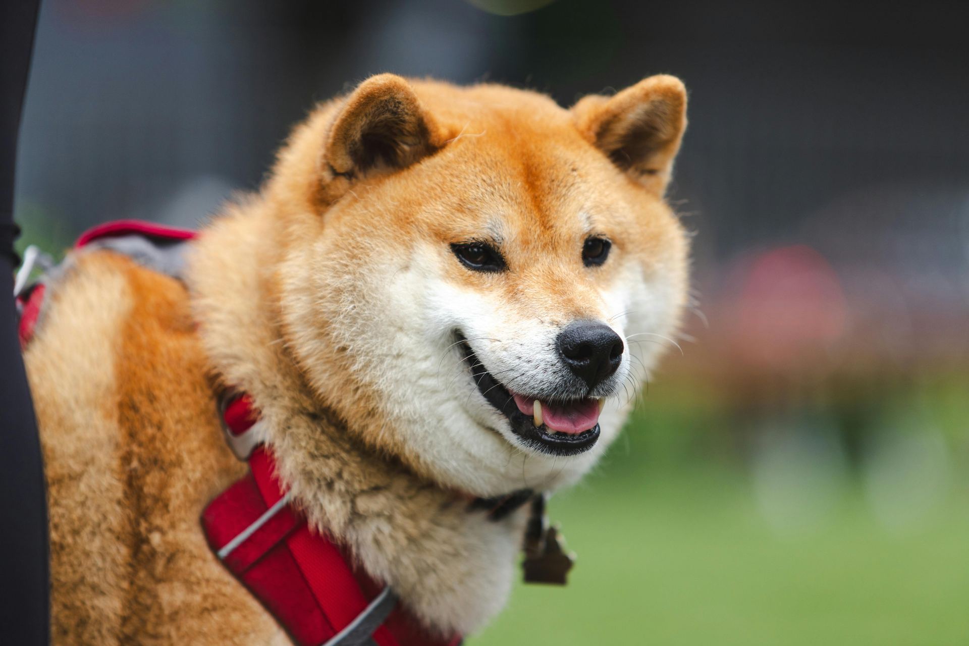 Akita Inu Puppy for sale in Uruli Devachi