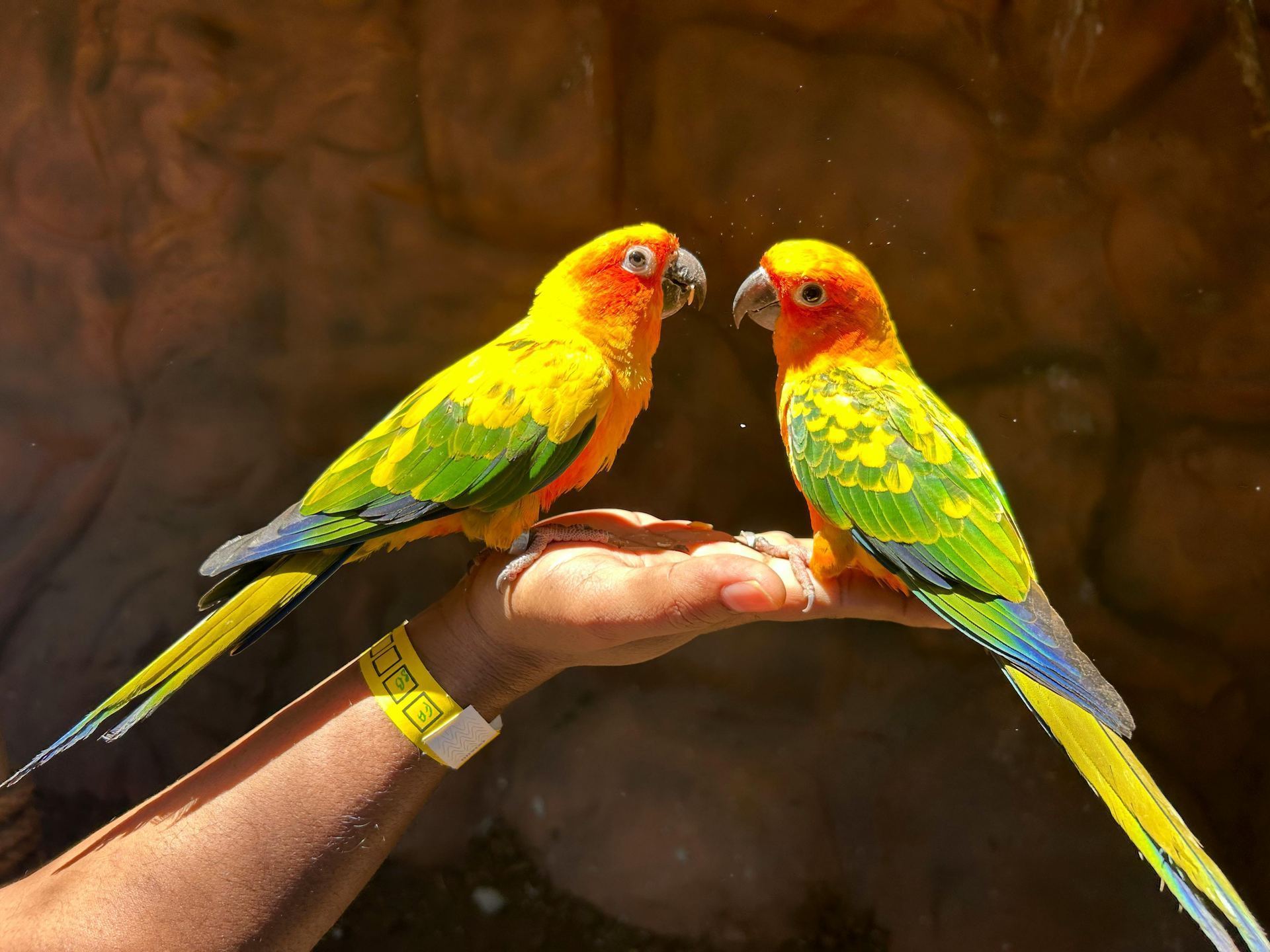 Sun Conure available in Mumbai