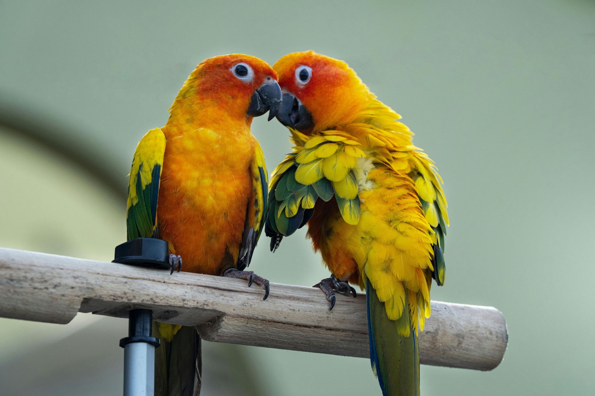 Sun Conure bird in Mumbai