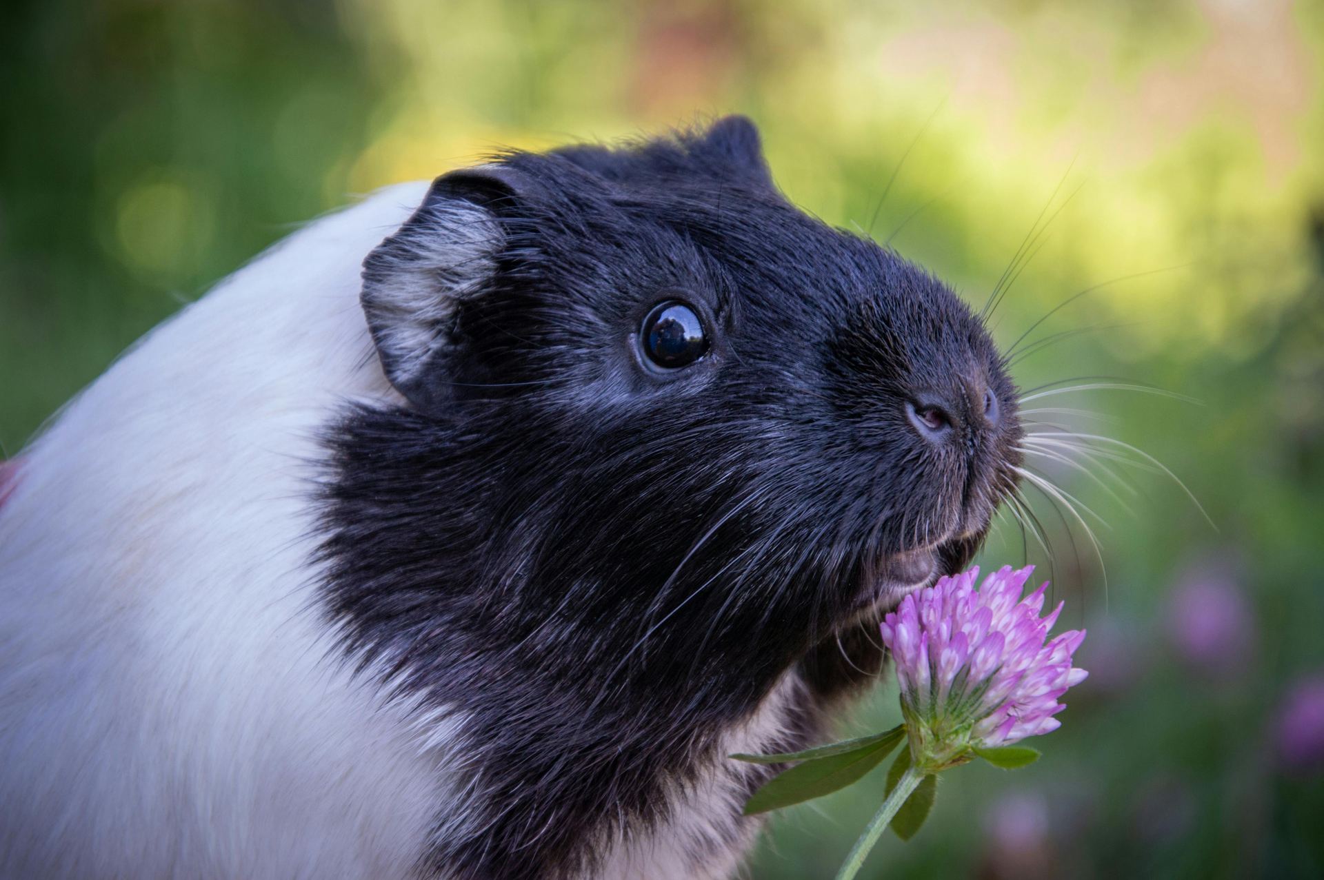 Guinea Pig Babies available in Agashi