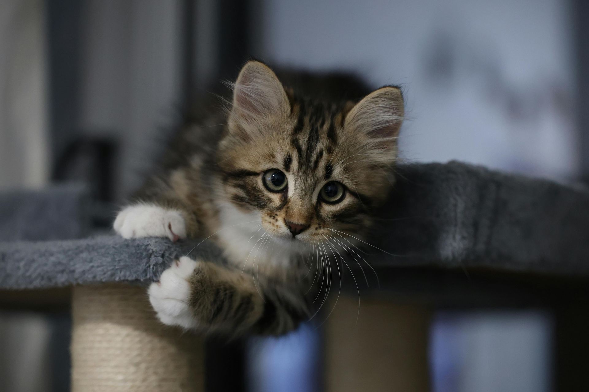 Siberian Kitten kitten available in Mumbai