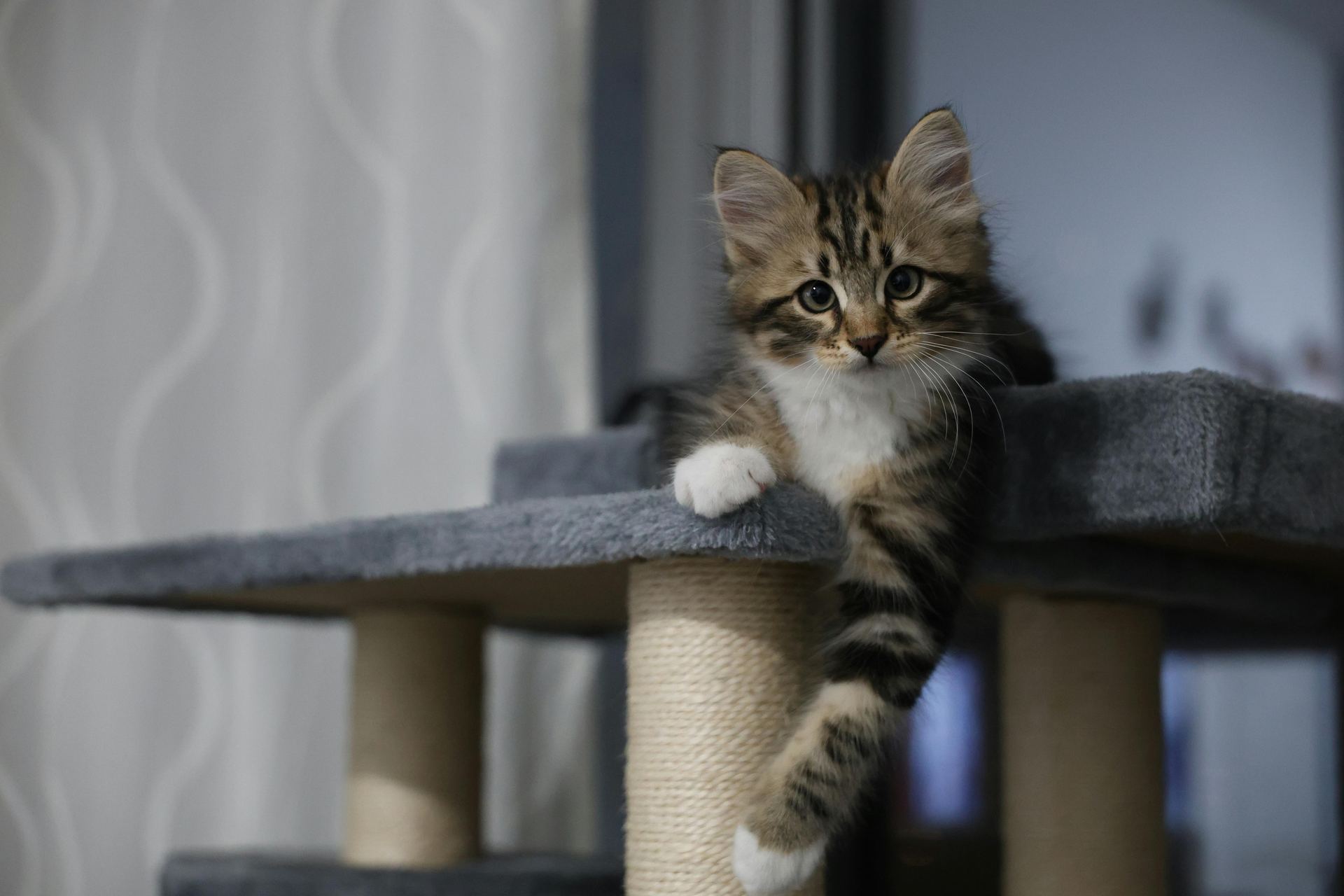Siberian Kitten cat in Mumbai