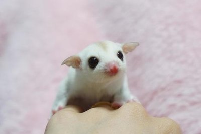 Sugar Glider | White (Lucy)