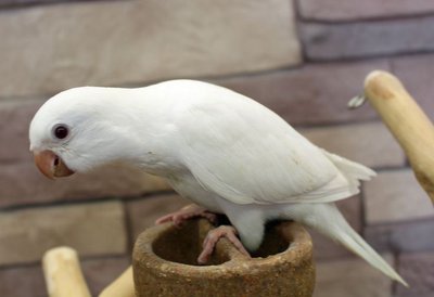 Albino Monk