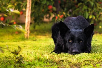 German Shepherd | Pure Black