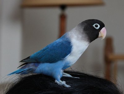 African Love Birds | Violet Mask