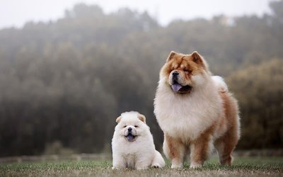 Chow Chow Puppy | White Color